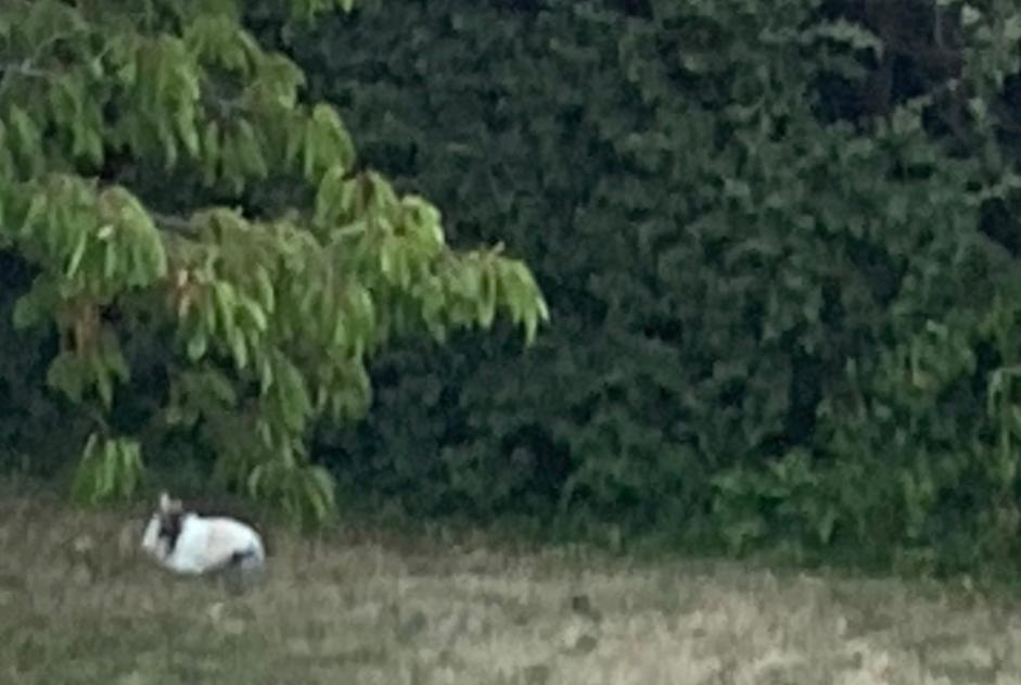 Alerta de Hallazgo Conejo Desconocido Durtol Francia