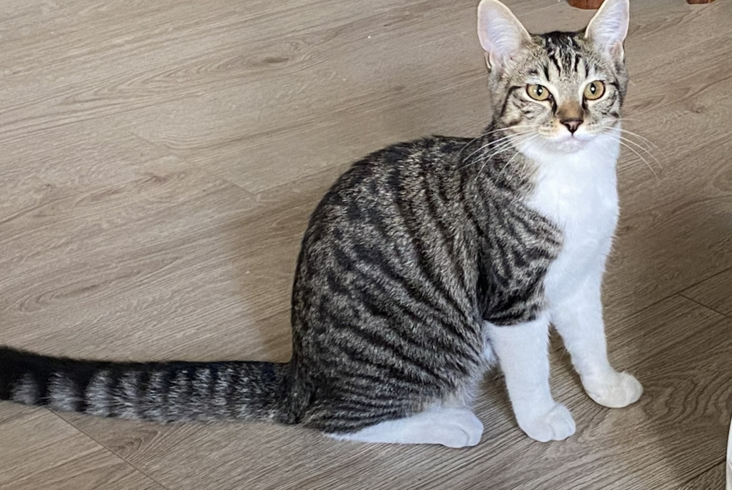 Alerta de Desaparición Gato Macho , 1 años Chambery Francia Alerta de Desaparición Gato Macho , 1 años Chambery Francia