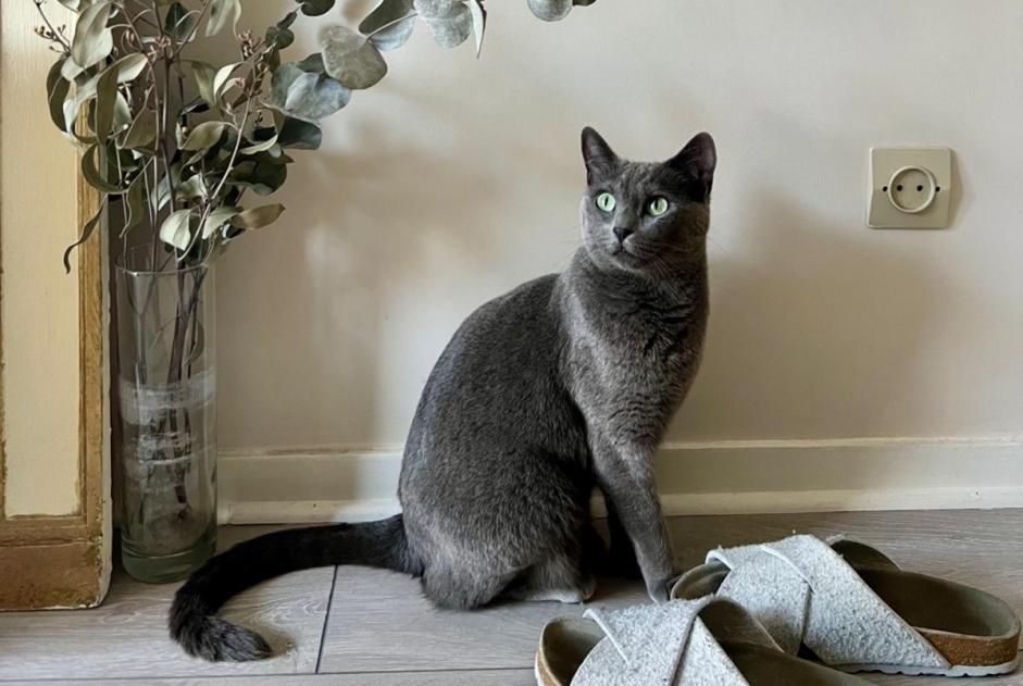 Alerta de Desaparición Gato  Hembra , 4 años Aix-les-Bains Francia