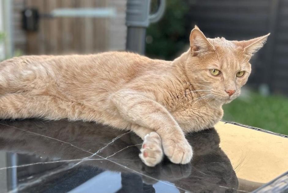 Alerta de Desaparición Gato cruce Macho , 3 años Saint-Baldoph Francia