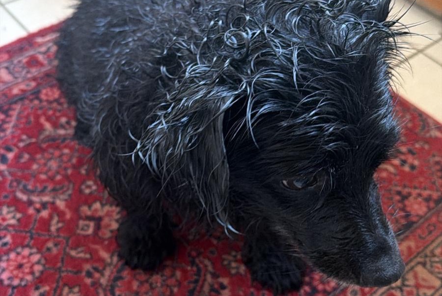 Alerte Disparition Chien croisement Femelle , 14 ans Cruseilles France