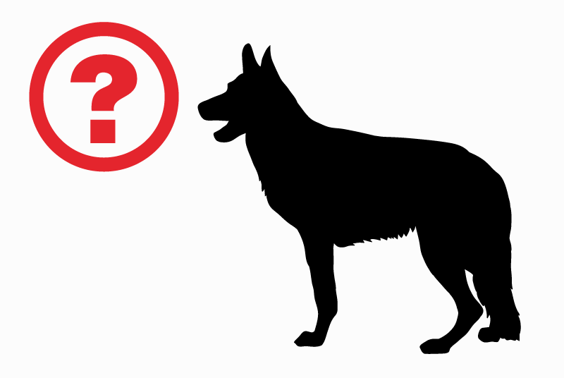 Alerta descoberta Cão cruzamento Macho Villeurbanne France